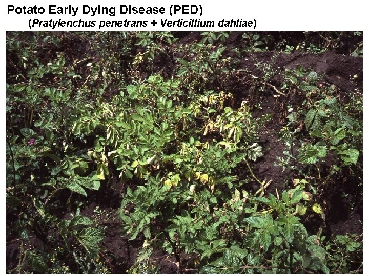 Potato Early Dying Disease (PED) Potato early dying disease (PED) (Pratylenchus penetrans + Verticillium