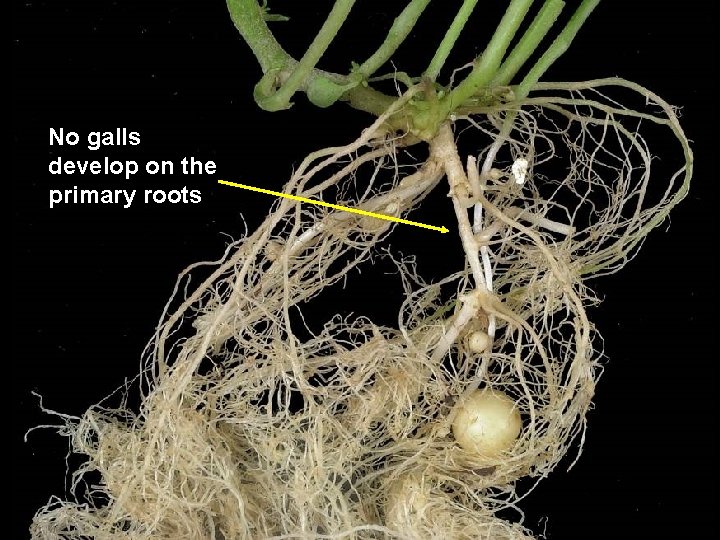 No galls develop on the primary roots 