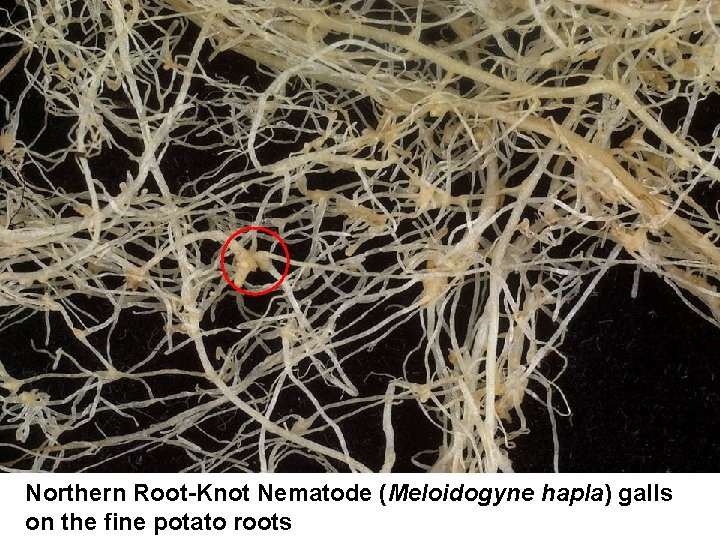 Northern Root-Knot Nematode (Meloidogyne hapla) galls on the fine potato roots 