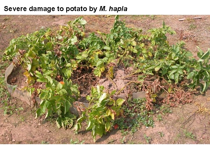 Severe damage to potato by M. hapla 