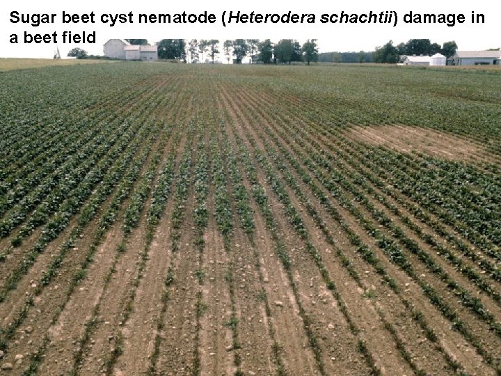Sugar beet cyst nematode (Heterodera schachtii) damage in a beet field 