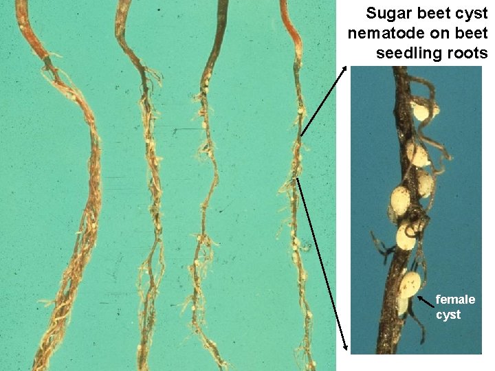 Sugar beet cyst nematode on beet seedling roots female cyst 