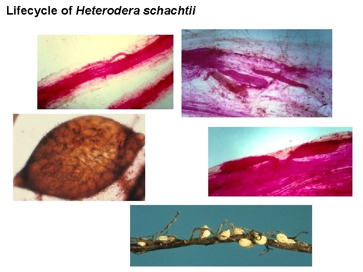 Lifecycle of Heterodera schachtii 