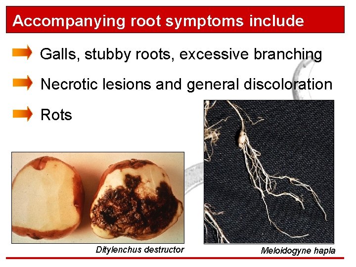 Accompanying root symptoms include Galls, stubby roots, excessive branching Necrotic lesions and general discoloration