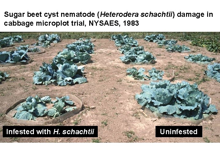 Sugar beet cyst nematode (Heterodera schachtii) damage in cabbage microplot trial, NYSAES, 1983 Infested