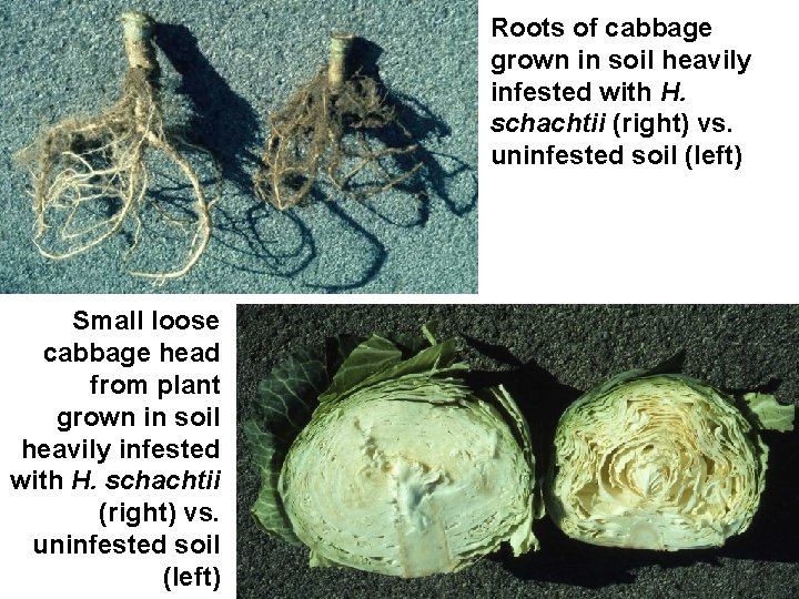 Roots of cabbage grown in soil heavily infested with H. schachtii (right) vs. uninfested