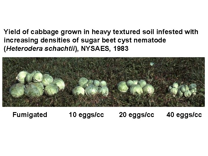 Yield of cabbage grown in heavy textured soil infested with increasing densities of sugar