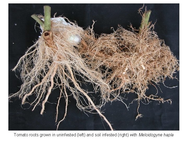 Tomato roots grown in uninfested (left) and soil infested (right) with Meloidogyne hapla 