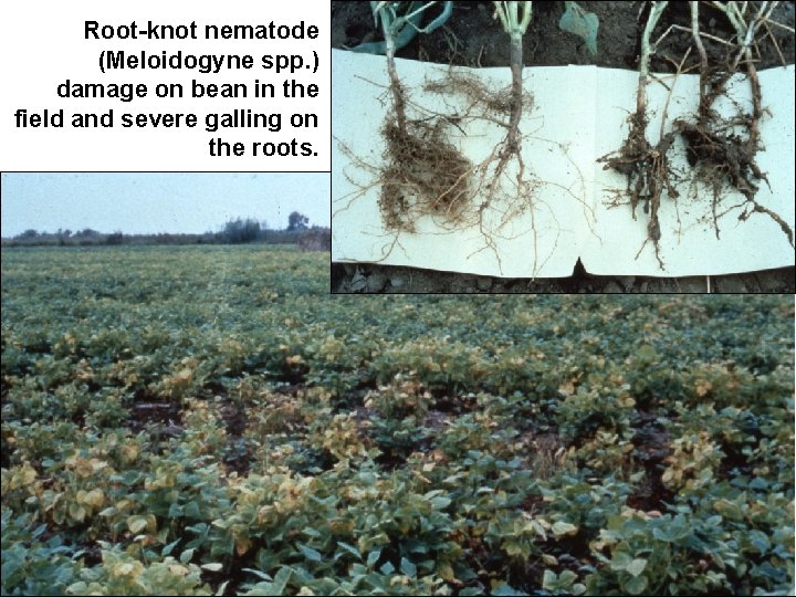 Root-knot nematode (Meloidogyne spp. ) damage on bean in the field and severe galling