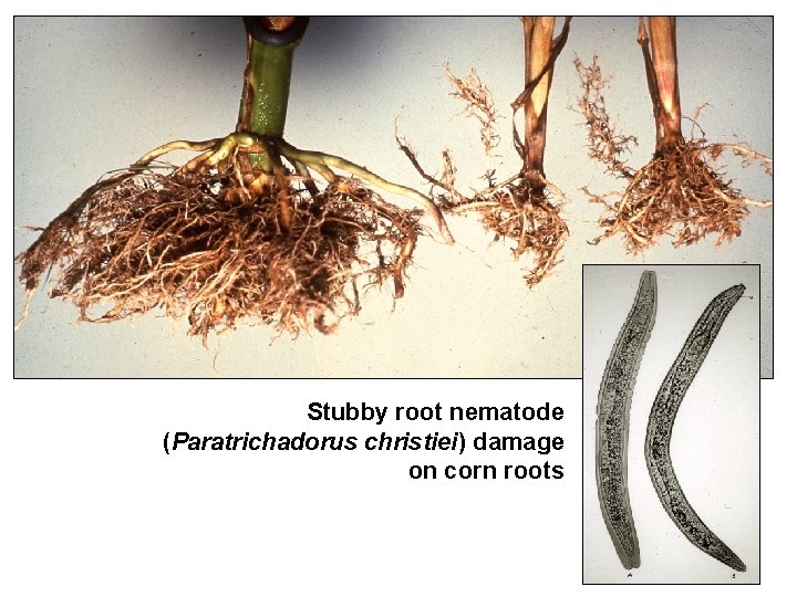 Stubby root nematode (Paratrichadorus christiei) damage on corn roots 