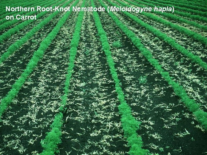 Northern Root-Knot Nematode (Meloidogyne hapla) on Carrot 