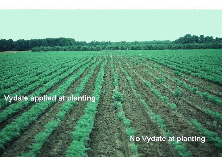 Vydate applied at planting No Vydate at planting 