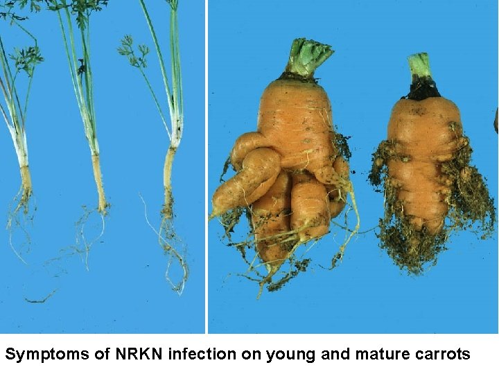 Symptoms of NRKN infection on young and mature carrots 