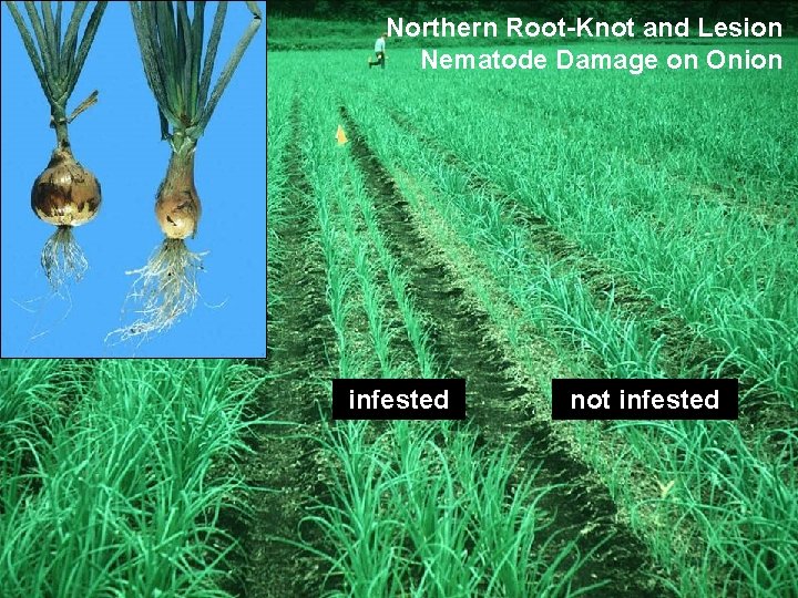 Northern Root-Knot and Lesion Nematode Damage on Onion infested not infested 