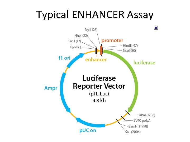 Typical ENHANCER Assay 