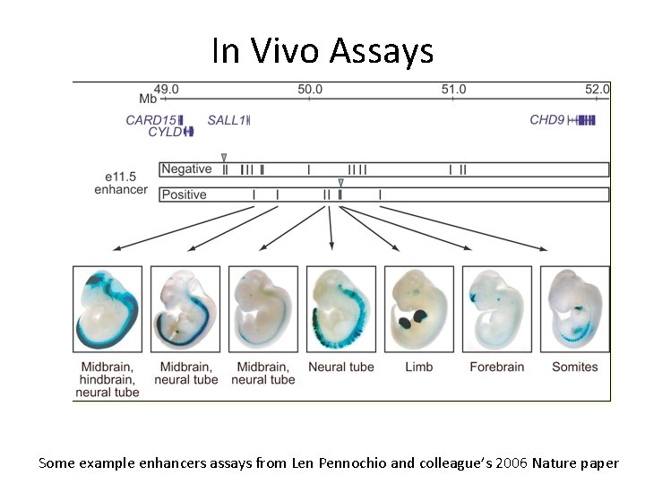 In Vivo Assays Some example enhancers assays from Len Pennochio and colleague’s 2006 Nature