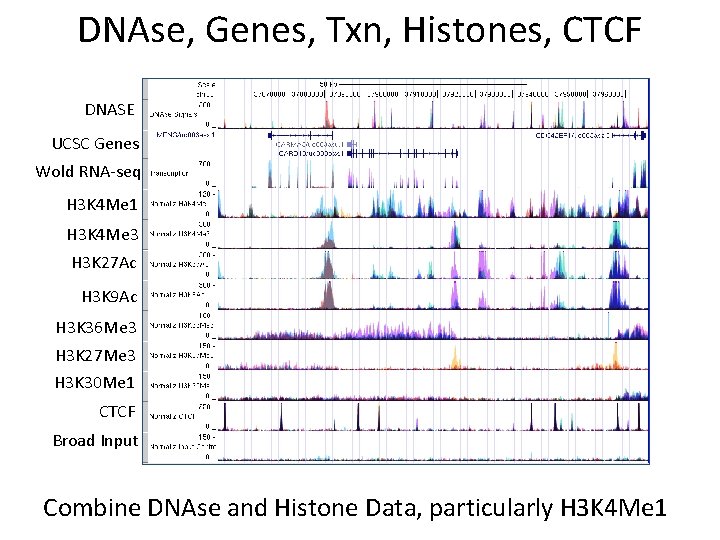 DNAse, Genes, Txn, Histones, CTCF DNASE UCSC Genes Wold RNA-seq H 3 K 4