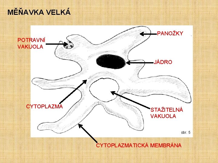 MĚŇAVKA VELKÁ PANOŽKY POTRAVNÍ VAKUOLA JÁDRO CYTOPLAZMA STAŽITELNÁ VAKUOLA obr. 5 CYTOPLAZMATICKÁ MEMBRÁNA 