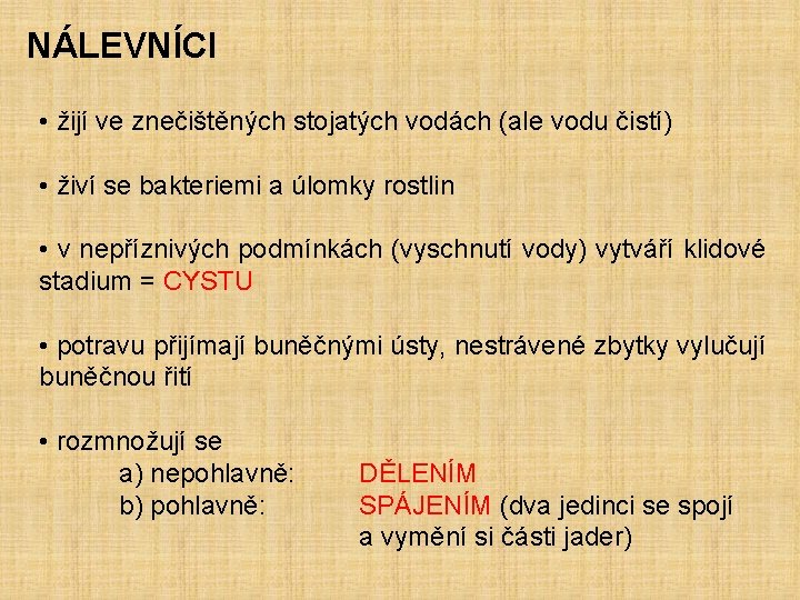 NÁLEVNÍCI • žijí ve znečištěných stojatých vodách (ale vodu čistí) • živí se bakteriemi