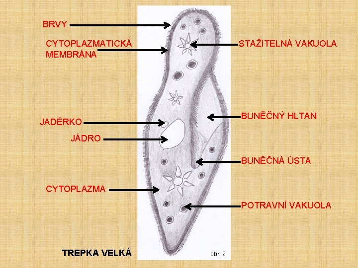 BRVY CYTOPLAZMATICKÁ MEMBRÁNA STAŽITELNÁ VAKUOLA BUNĚČNÝ HLTAN JADÉRKO JÁDRO BUNĚČNÁ ÚSTA CYTOPLAZMA POTRAVNÍ VAKUOLA