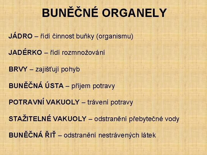 BUNĚČNÉ ORGANELY JÁDRO – řídí činnost buňky (organismu) JADÉRKO – řídí rozmnožování BRVY –