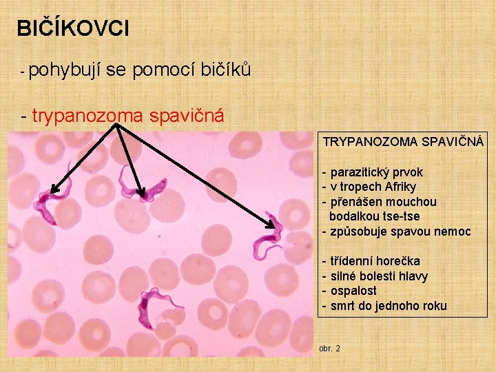 BIČÍKOVCI - pohybují se pomocí bičíků - trypanozoma spavičná TRYPANOZOMA SPAVIČNÁ - parazitický prvok