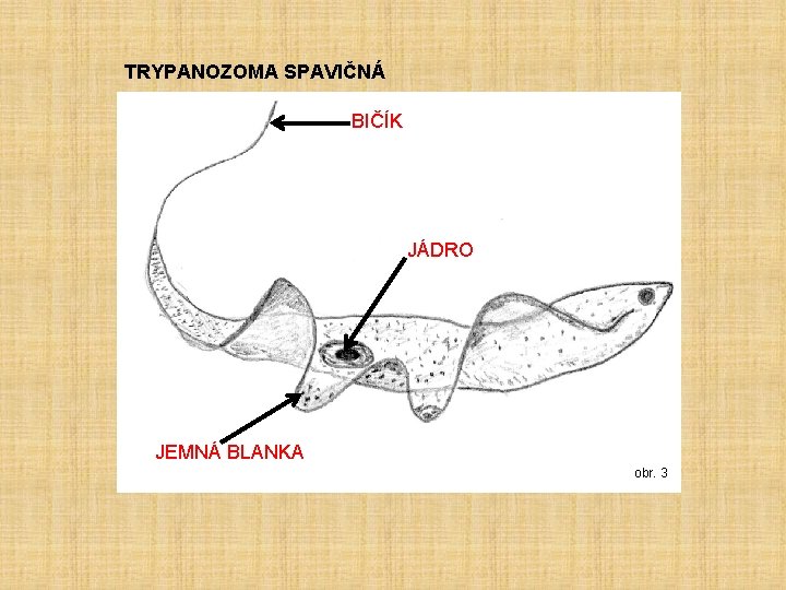 TRYPANOZOMA SPAVIČNÁ BIČÍK JÁDRO JEMNÁ BLANKA obr. 3 