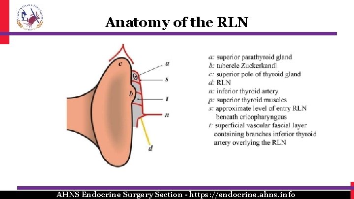 Anatomy of the RLN AHNS Endocrine Surgery Section - https: //endocrine. ahns. info Anatomy of the RLN AHNS Endocrine Surgery Section - https: //endocrine. ahns. info