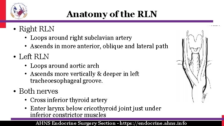 Anatomy of the RLN • Right RLN • Loops around right subclavian artery •