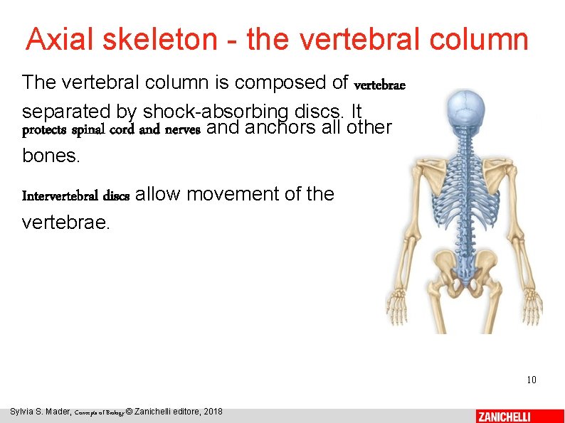 Axial skeleton - the vertebral column The vertebral column is composed of vertebrae separated