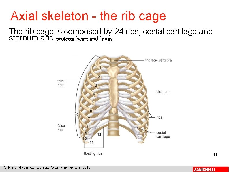 Axial skeleton - the rib cage The rib cage is composed by 24 ribs,