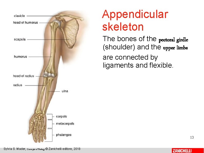 Appendicular skeleton The bones of the pectoral girdle (shoulder) and the upper limbs are