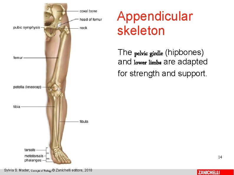 Appendicular skeleton The pelvic girdle (hipbones) and lower limbs are adapted for strength and