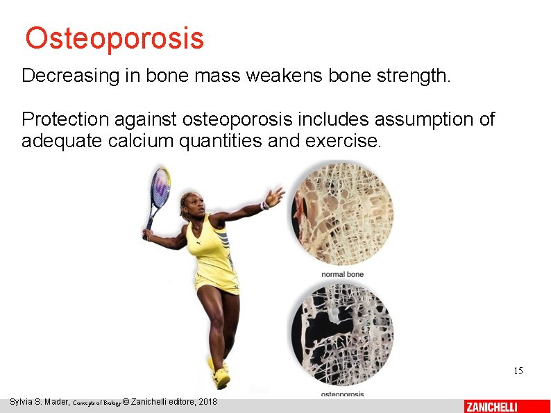Osteoporosis Decreasing in bone mass weakens bone strength. Protection against osteoporosis includes assumption of
