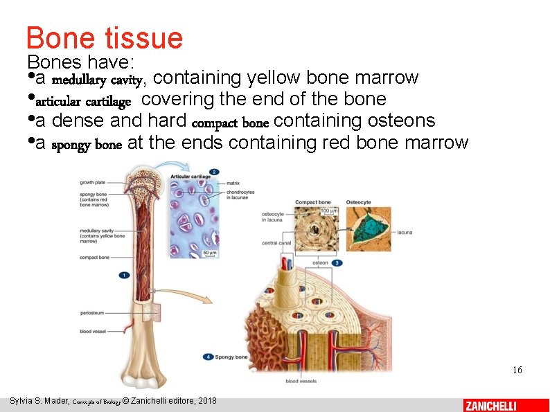 Bone tissue Bones have: • a medullary cavity, containing yellow bone marrow • articular