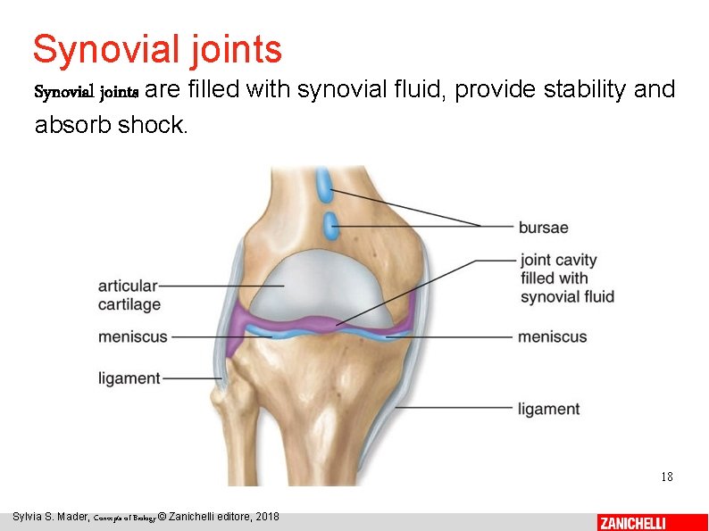 Synovial joints are filled with synovial fluid, provide stability and absorb shock. 18 Sylvia