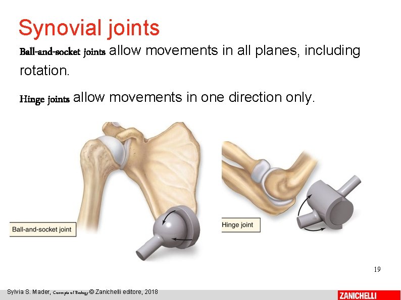 Synovial joints Ball-and-socket joints allow movements in all planes, including rotation. Hinge joints allow