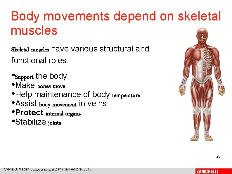 Body movements depend on skeletal muscles Skeletal muscles have various structural and functional roles: