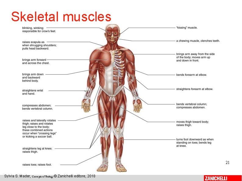 Skeletal muscles 21 Sylvia S. Mader, Concepts of Biology © Zanichelli editore, 2018 