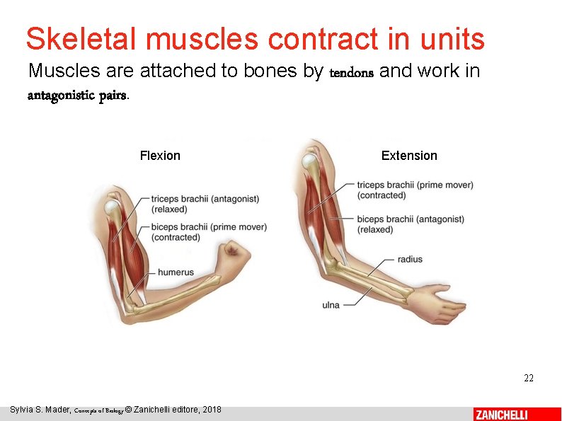 Skeletal muscles contract in units Muscles are attached to bones by tendons and work