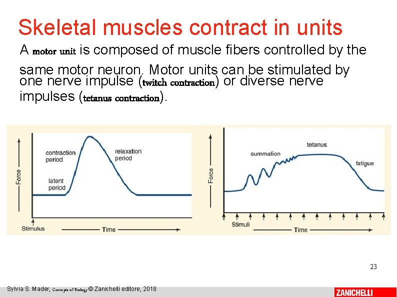 Skeletal muscles contract in units A motor unit is composed of muscle fibers controlled