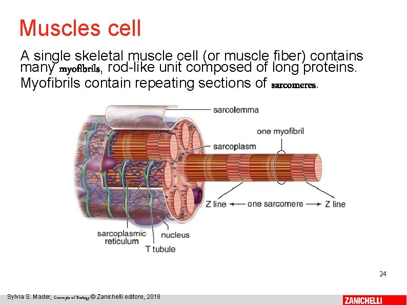 Muscles cell A single skeletal muscle cell (or muscle fiber) contains many myofibrils, rod-like