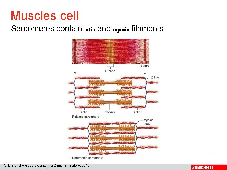 Muscles cell Sarcomeres contain actin and myosin filaments. 25 Sylvia S. Mader, Concepts of