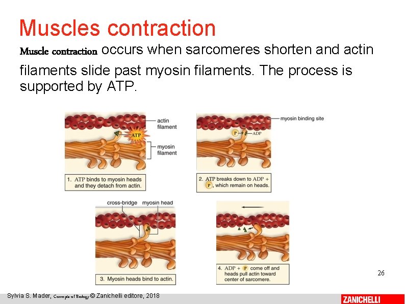 Muscles contraction Muscle contraction occurs when sarcomeres shorten and actin filaments slide past myosin
