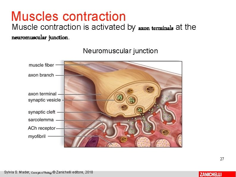 Muscles contraction Muscle contraction is activated by axon terminals at the neuromuscular junction. Neuromuscular