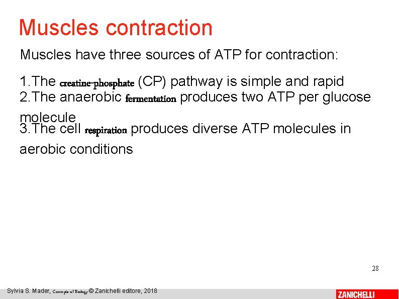 Muscles contraction Muscles have three sources of ATP for contraction: 1. The creatine-phosphate (CP)