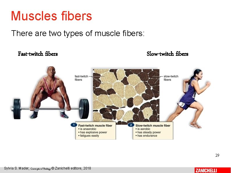 Muscles fibers There are two types of muscle fibers: Fast-twitch fibers Slow-twitch fibers 29