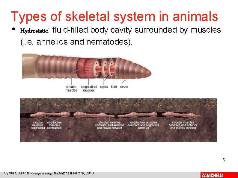 Types of skeletal system in animals • Hydrostatic: fluid-filled body cavity surrounded by muscles