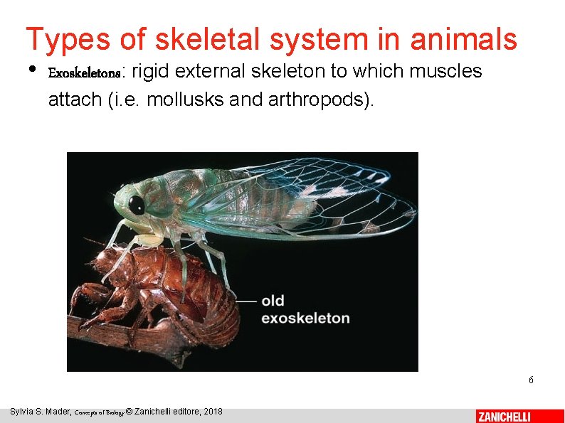 Types of skeletal system in animals • Exoskeletons: rigid external skeleton to which muscles