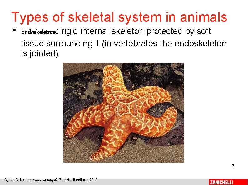 Types of skeletal system in animals • Endoskeletons: rigid internal skeleton protected by soft